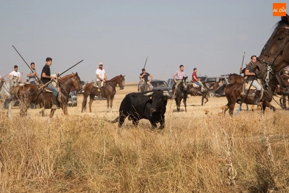 Foto 4 - Vistoso encierro campero en Tarazona de Guare&ntilde;a