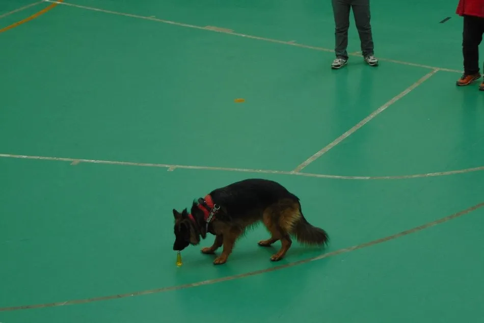 Foto 2 - &Eacute;xito de la III Copa Albadekan de detecci&oacute;n deportiva  