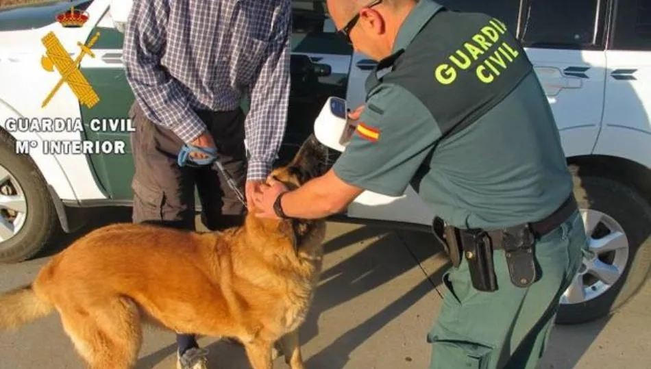 El número de perros identificados en Castilla y León ha sido de 1.973, de los cuales 112 carecían del correspondiente microchip y se han formulado 601 denuncias administrativas