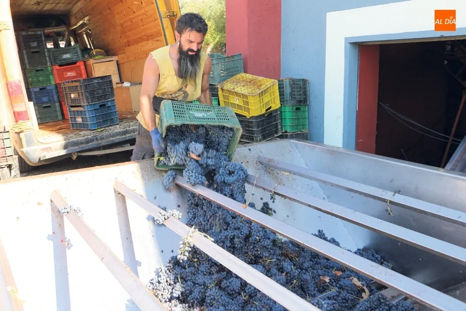 Foto 2 - Cosecha con retraso en La Sierra y Arribes, y menos kilos que en 2017  