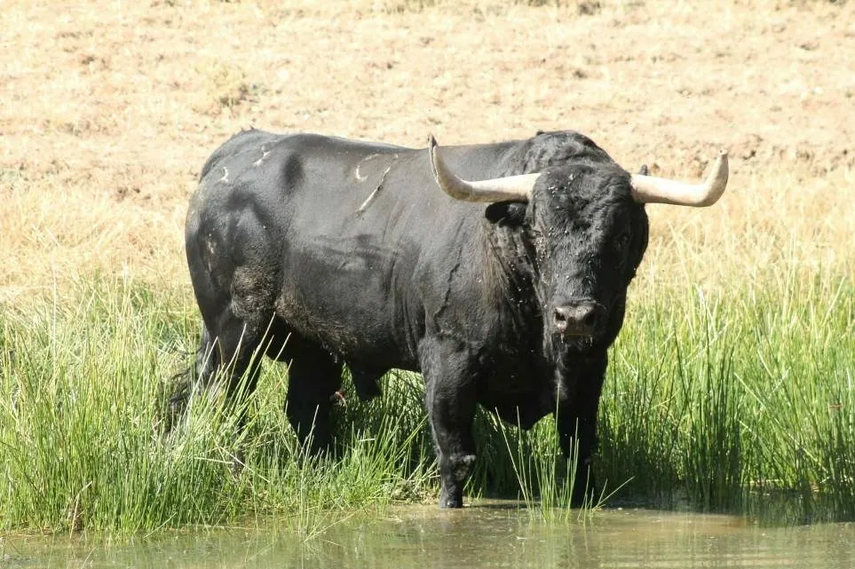Gañanito, de la ganadería Valdefresnos, es el toro que encabeza el cartel
