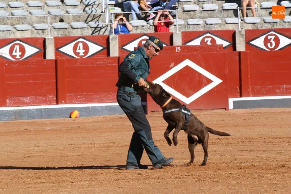 Foto 8 - La Guardia Civil despliega toda su pericia ante los salmantinos con una exhibici&oacute;n en la Plaza de...