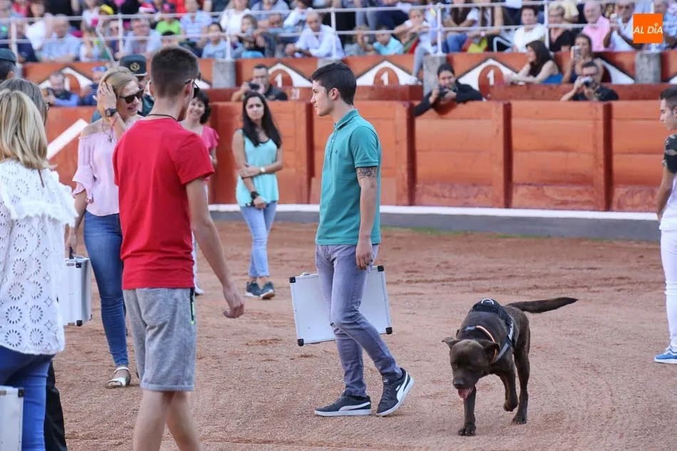 Foto 7 - La Guardia Civil despliega toda su pericia ante los salmantinos con una exhibici&oacute;n en la Plaza de...