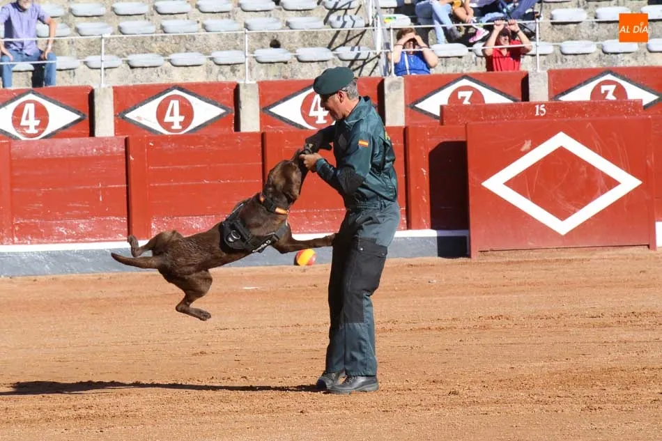 Foto 6 - La Guardia Civil despliega toda su pericia ante los salmantinos con una exhibici&oacute;n en la Plaza de...