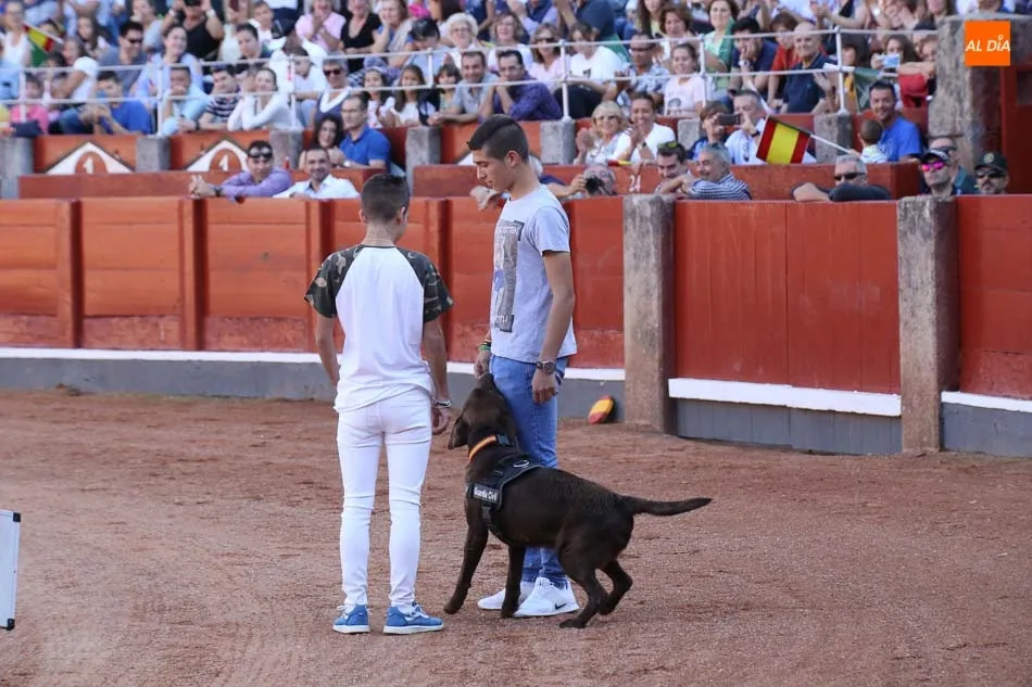 Foto 5 - La Guardia Civil despliega toda su pericia ante los salmantinos con una exhibici&oacute;n en la Plaza de...