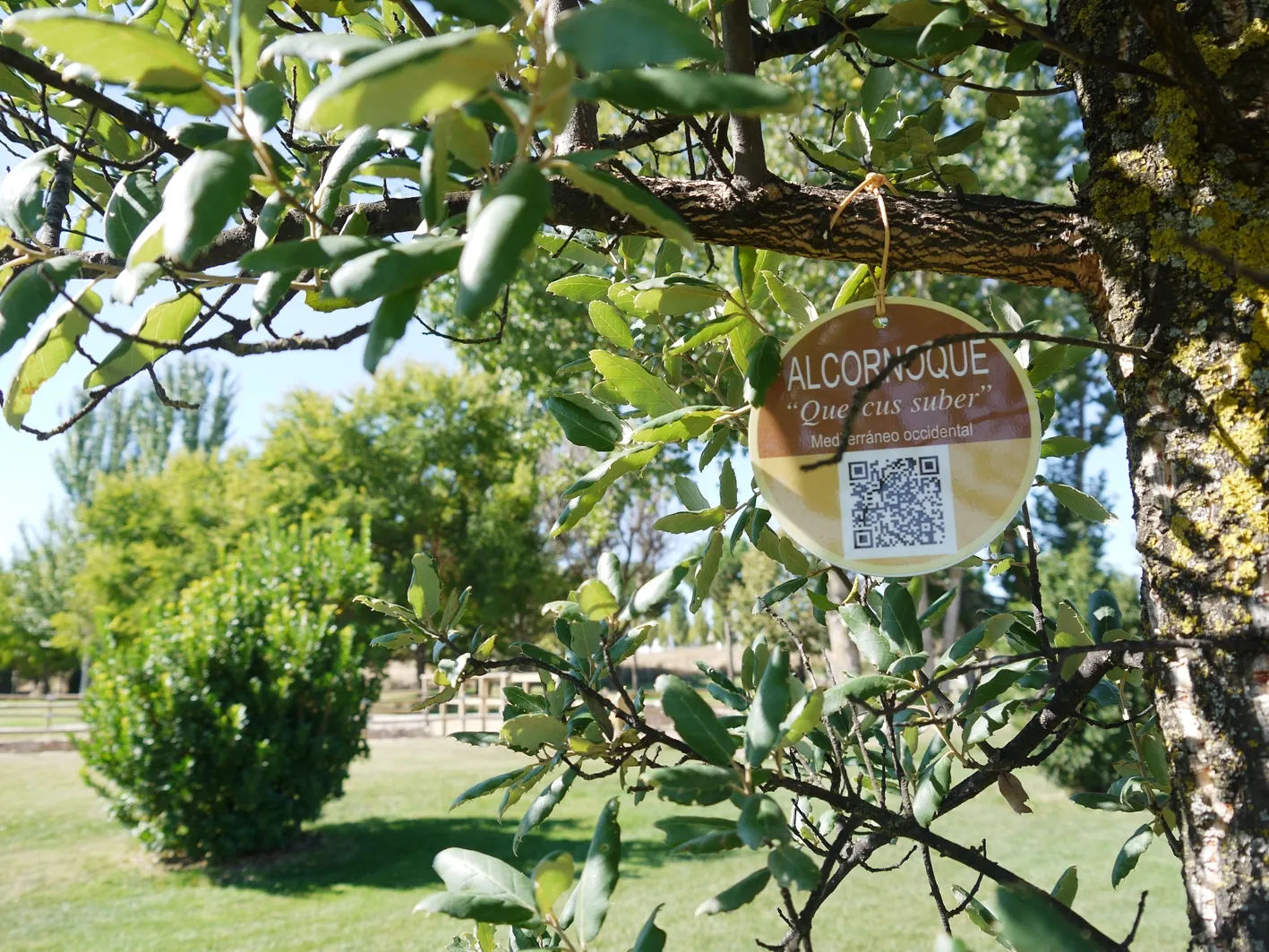 Foto 4 - Carbajosa inicia el proyecto de se&ntilde;alizaci&oacute;n de los &aacute;rboles del Parque Bot&aacute;nico