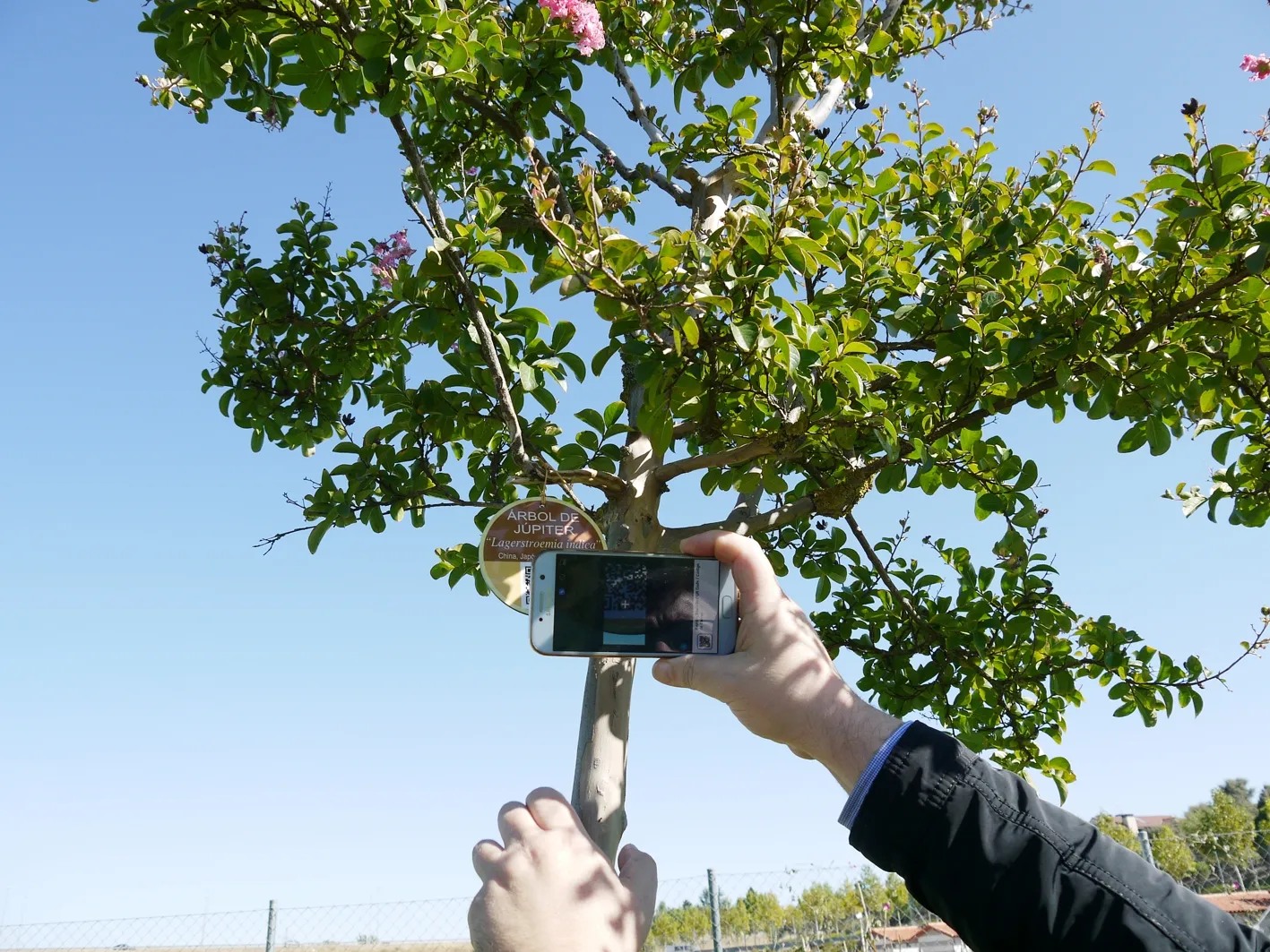 Foto 2 - Carbajosa inicia el proyecto de se&ntilde;alizaci&oacute;n de los &aacute;rboles del Parque Bot&aacute;nico