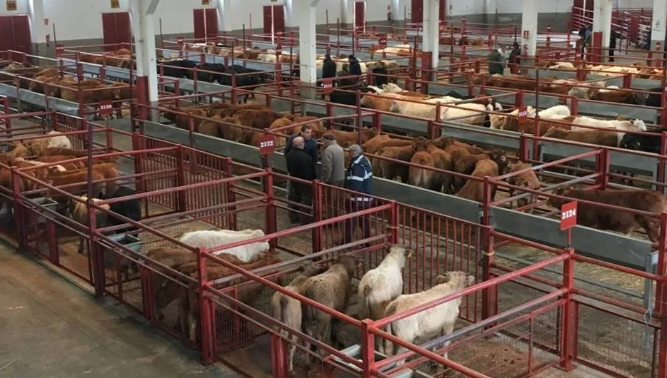 En el mercado de ganado se registraron  2.046 animales para cebo
