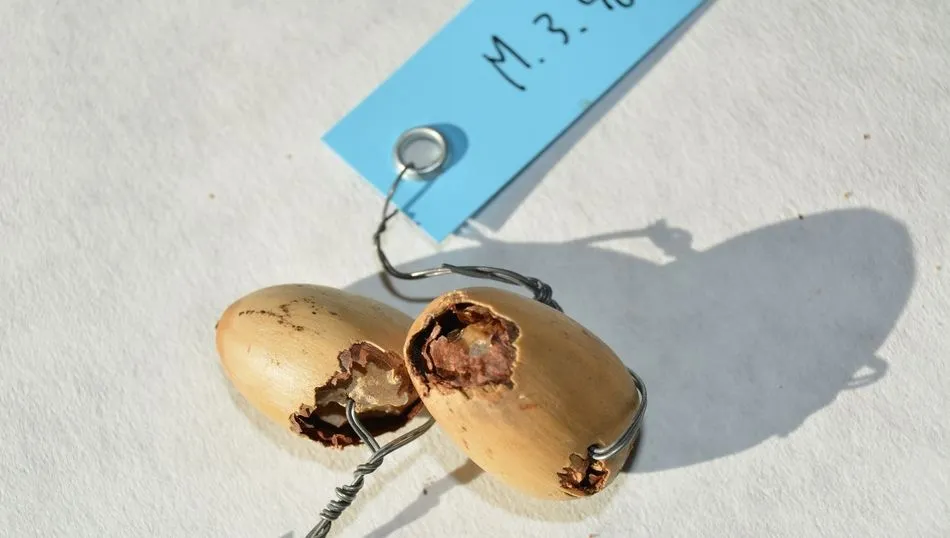 Bellota comida por uno de los roedores del experimento. Foto: Dicyt, José María del Arco