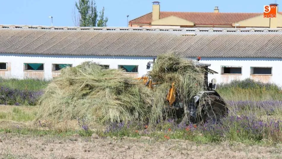 ASAJA y el Colegio de Agrónomos piden eliminar la subjetividad al clasificar el suelo rústico en el que se asientan explotaciones. Fotos: Alberto Martín
