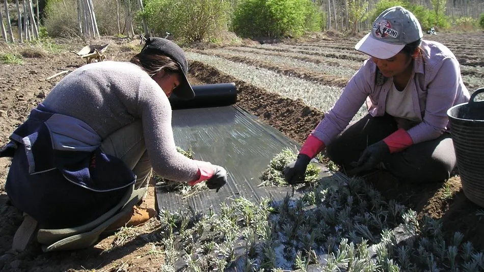 Las actividades subvencionables tienen que tener carácter presencial