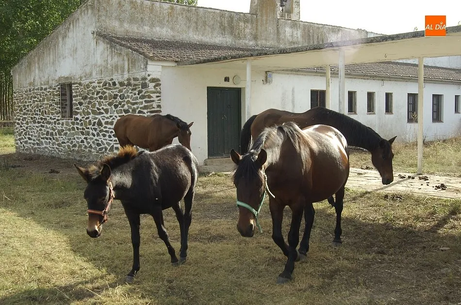 Foto 9 - Dejadez y desinter&eacute;s en el mantenimiento del Arrabal de San Sebasti&aacute;n  