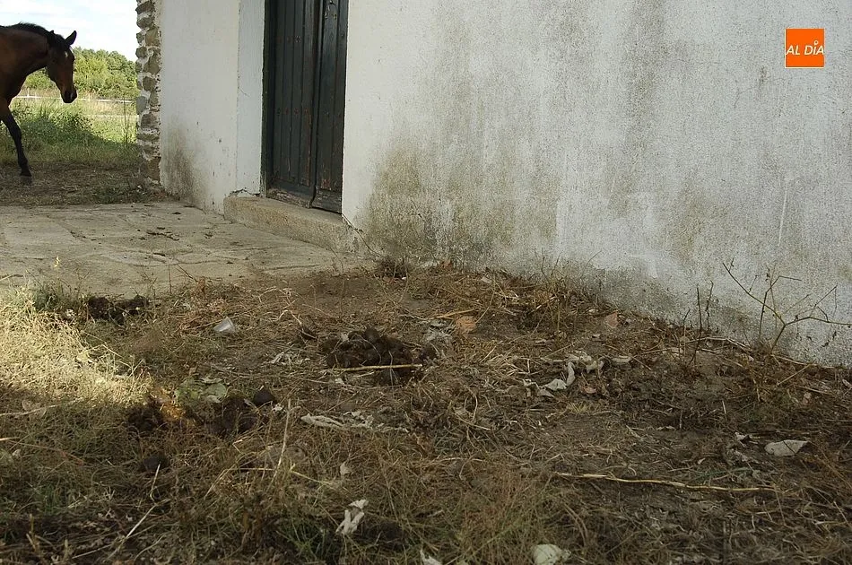 Foto 8 - Dejadez y desinter&eacute;s en el mantenimiento del Arrabal de San Sebasti&aacute;n  