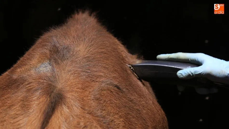 La campaña de saneamiento ganadero, con 4,2 millones de euros para 2019. Foto: Alberto Martín