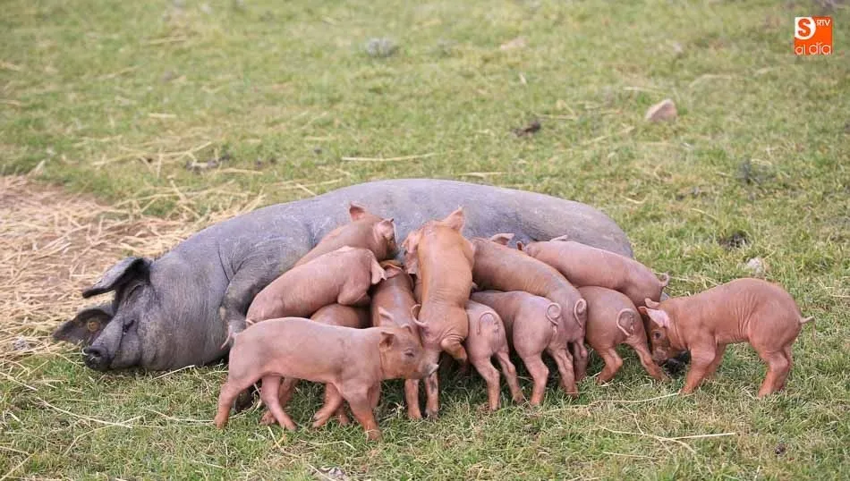 La industria tradicional del ibérico exige que se garantice el cumplimiento de la Norma de Calidad. Foto: Alberto Martín