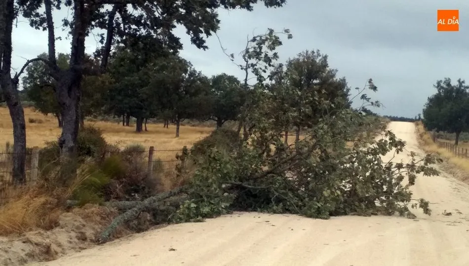 Ganaderos y agricultores agradecen las lluvias de Leslie, no así sus rachas de viento / VÍCTOR PACHO