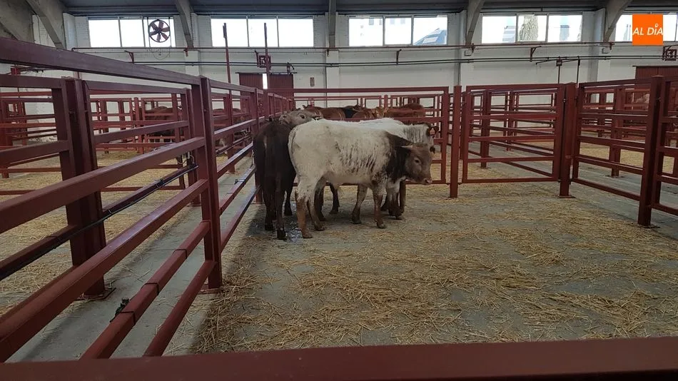 El mercado de ganado, con una de las asistencias más flojas del año