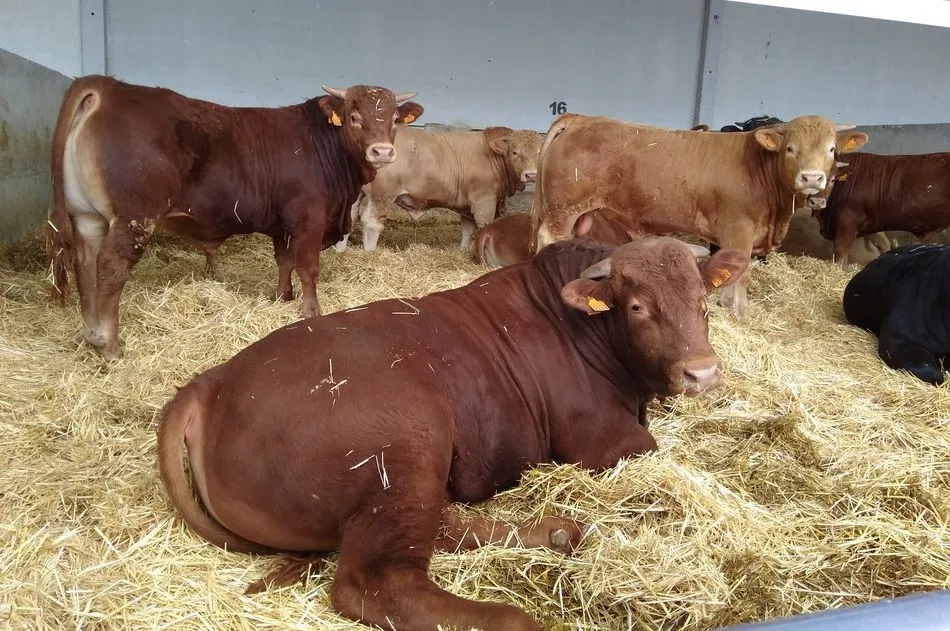 Imagen ganado Dehesa Grande