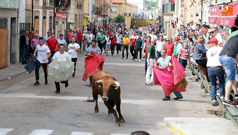 Rebujito puso la guinda a las fiestas del Corpus en Vitigudino con un apoteósico encierro por nombre primer Toro Fin del Corpus / CORRAL