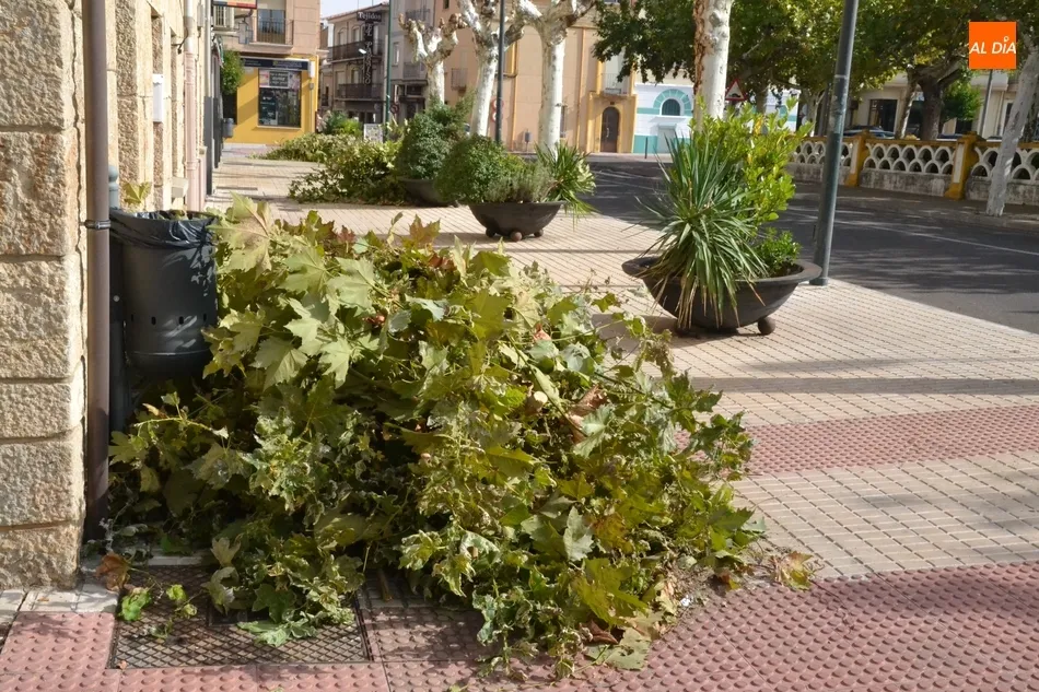 1Foto: Tiempo de poda para los árboles callejeros  