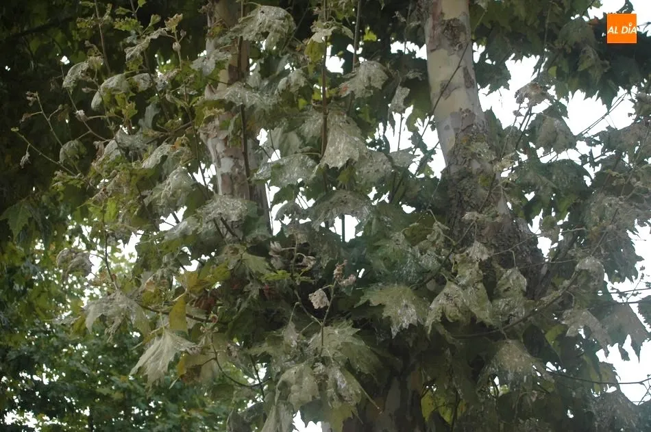 Foto 7 - Varios vecinos piden una soluci&oacute;n a la plaga de p&aacute;jaros que duermen en los &aacute;rboles de la plaza...
