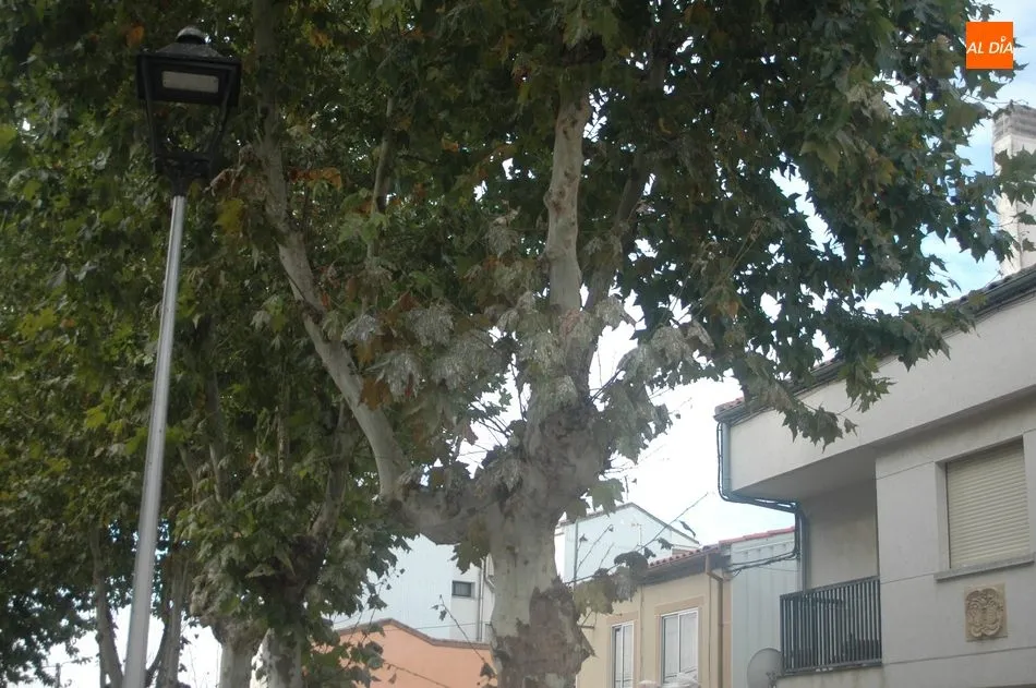 Foto 5 - Varios vecinos piden una soluci&oacute;n a la plaga de p&aacute;jaros que duermen en los &aacute;rboles de la plaza...