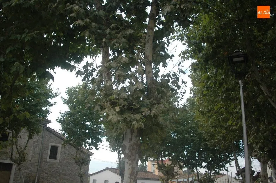 Foto 4 - Varios vecinos piden una soluci&oacute;n a la plaga de p&aacute;jaros que duermen en los &aacute;rboles de la plaza...