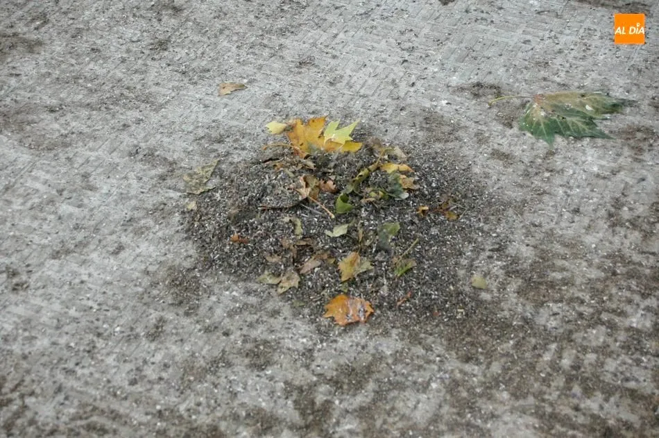 Foto 3 - Varios vecinos piden una soluci&oacute;n a la plaga de p&aacute;jaros que duermen en los &aacute;rboles de la plaza...