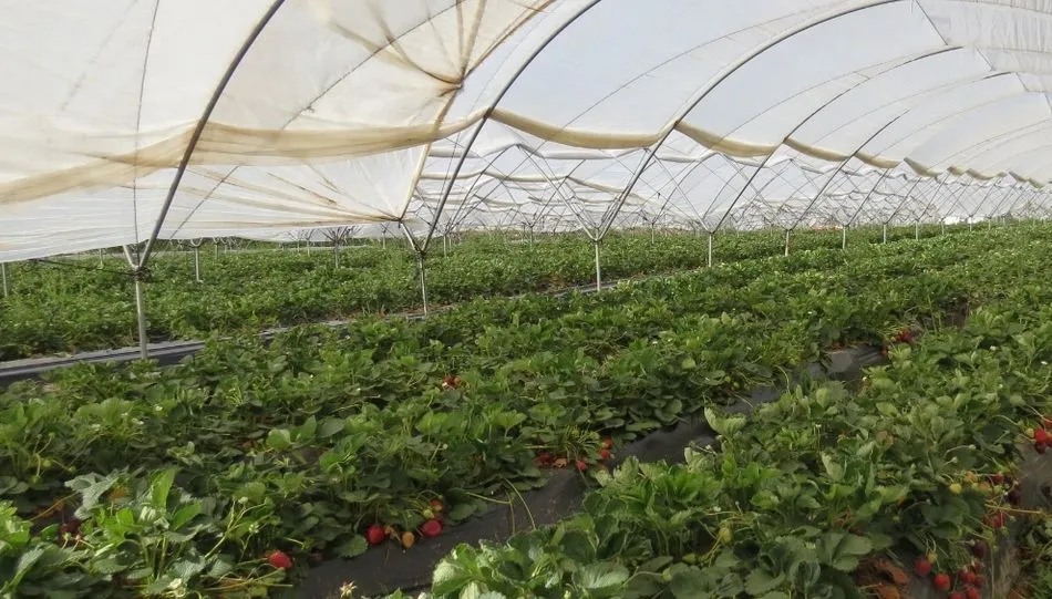 Foto 3 - Investigadores de la USAL desarrollan un biofertilizante que mejora las propiedades de las fresas