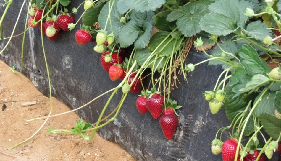 Foto 2 - Investigadores de la USAL desarrollan un biofertilizante que mejora las propiedades de las fresas