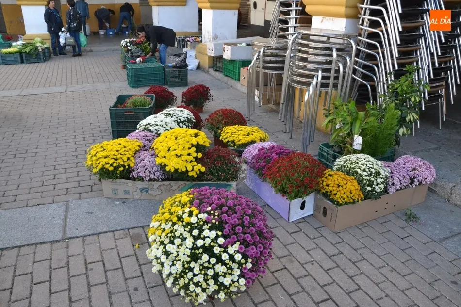 Foto 3 - Las flores ganan espacio en el Mercado de los Martes  
