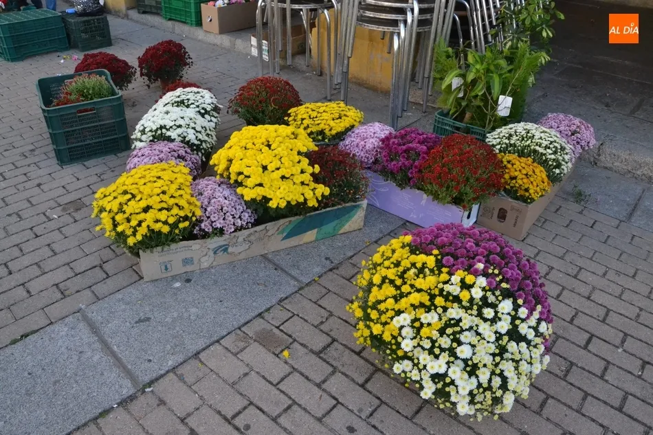 Foto 2 - Las flores ganan espacio en el Mercado de los Martes  