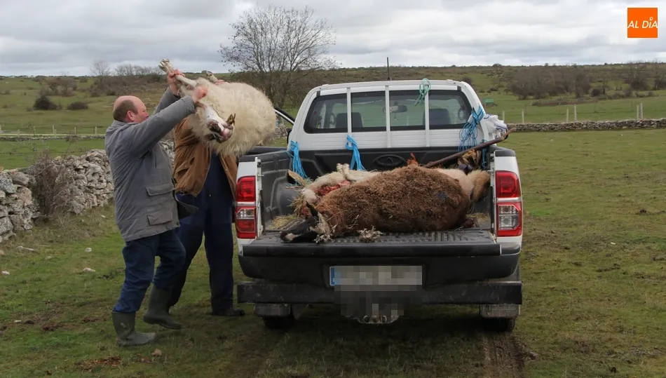 La prohibición de cazar el lobo al norte del Duero provocará el aumento de los ataques también al sur del río