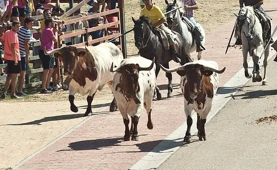 Imagen de unos bueyes por las calles de Fuenteguinaldo durante uno de los encierros del pasado verano