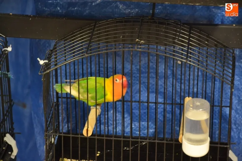 La Asociación Ornitológica Mirobrigense programa para noviembre su IX Concurso-Exposición  