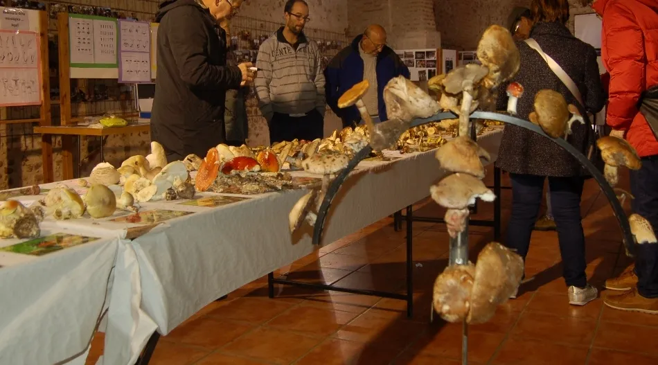 Sancti-Spíritus llevará a cabo el sábado sus VI Jornadas Micológicas  