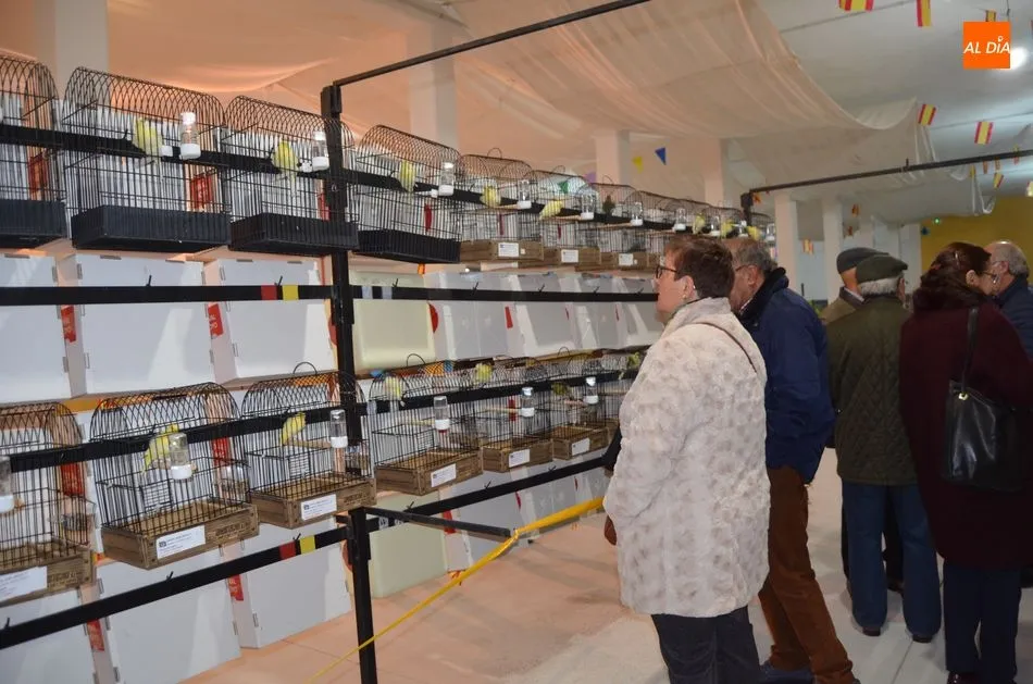 Foto 7 - Unos 800 canarios de 70 criadores compiten en el Campeonato de Castilla y Le&oacute;n  