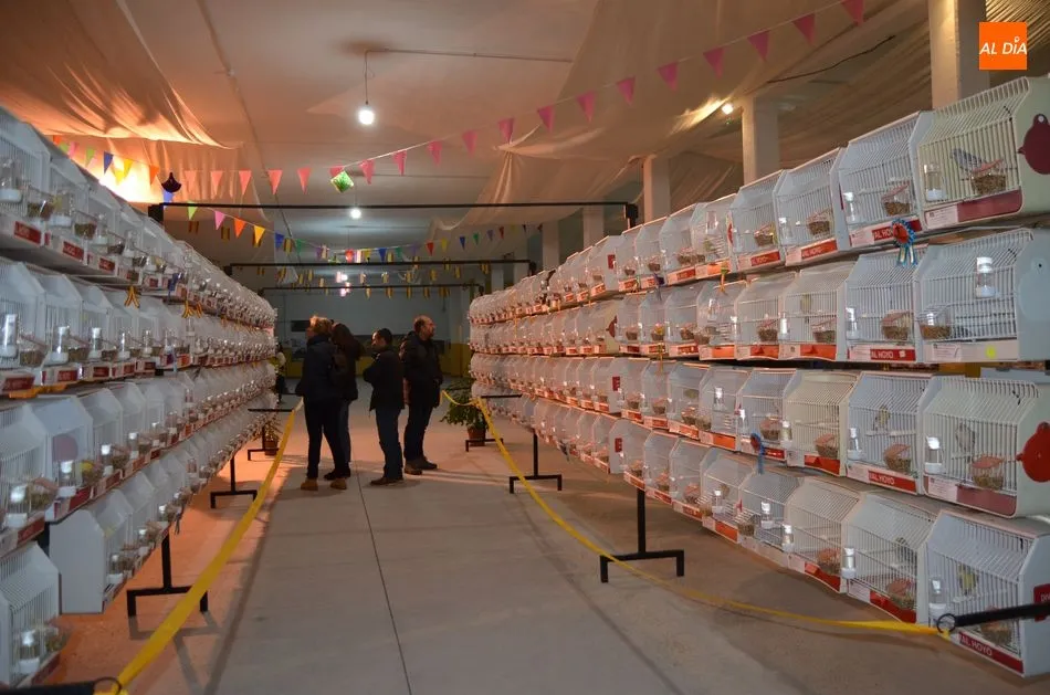 Foto 2 - Unos 800 canarios de 70 criadores compiten en el Campeonato de Castilla y Le&oacute;n  