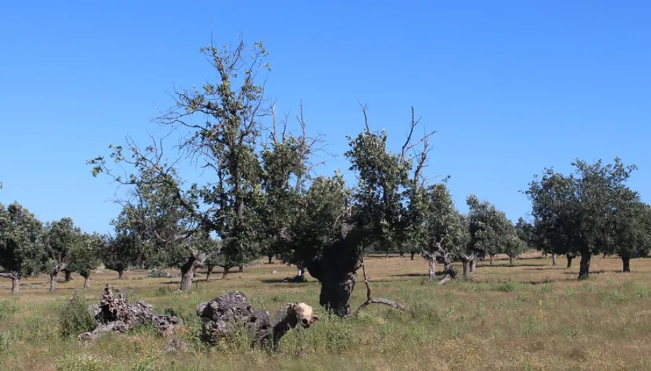 El Cerambyx cerdo, una especie protegida por la UE. Fotos: IRNASA-CSIC