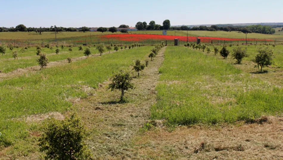 Parcela con el proyecto en marcha en la finca Castro Enríquez. Foto: IRNASA-CSIC