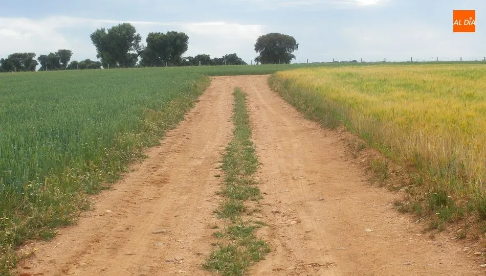 El precio de la tierra de uso agrario sube en Castilla y León por encima de la media nacional