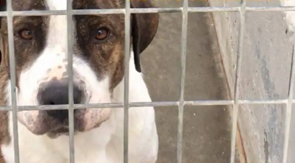 Este colectivo asegura que el abandono es un problema de primer orden que obedece a la ausencia de campañas de concienciación a la ciudadanía