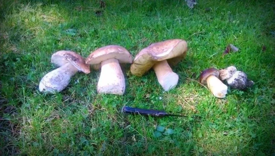 La campaña micológica está condicionada por la temperatura y la lluvia de estas fechas