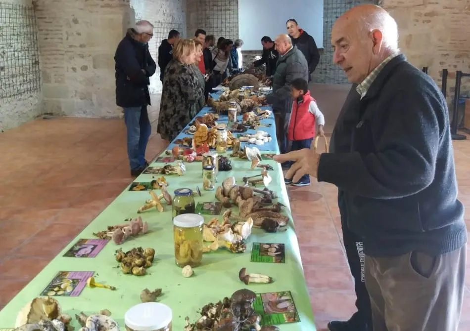 Foto 2 - Sancti-Sp&iacute;ritus recolecta m&aacute;s de 150 especies en sus VI Jornadas Micol&oacute;gicas  