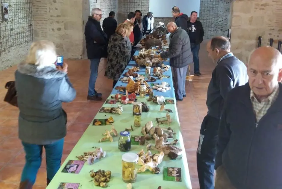 Sancti-Spíritus recolecta más de 150 especies en sus VI Jornadas Micológicas  