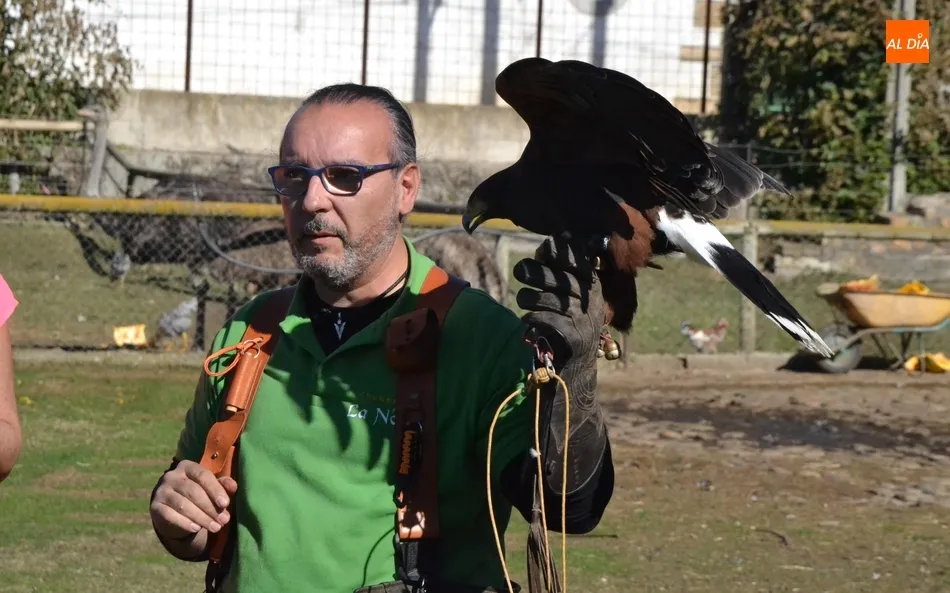 La cetrería se convierte en un nuevo atractivo para los turistas en Miróbriga  