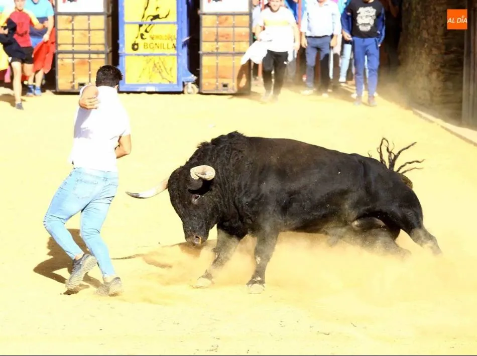 Los toros del cajón se mantienen pese al descenso de festejos taurinos populares