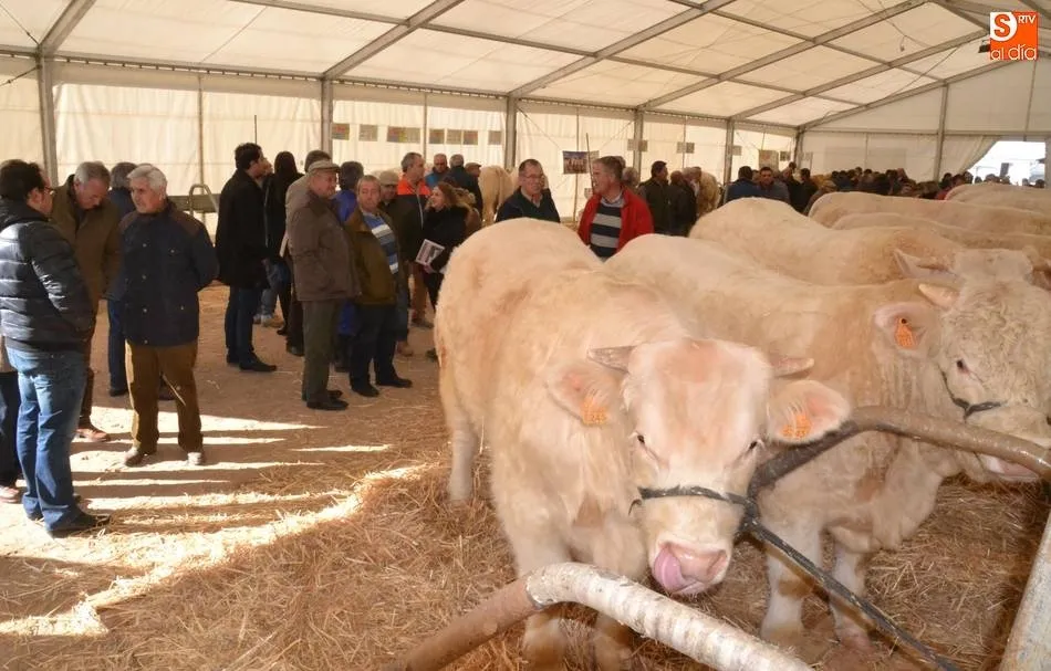La Feria de San Andrés, que enlazará noviembre y diciembre, abre la inscripción de ganado  