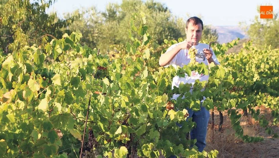 Arribes, una de las rutas certificadas de vino