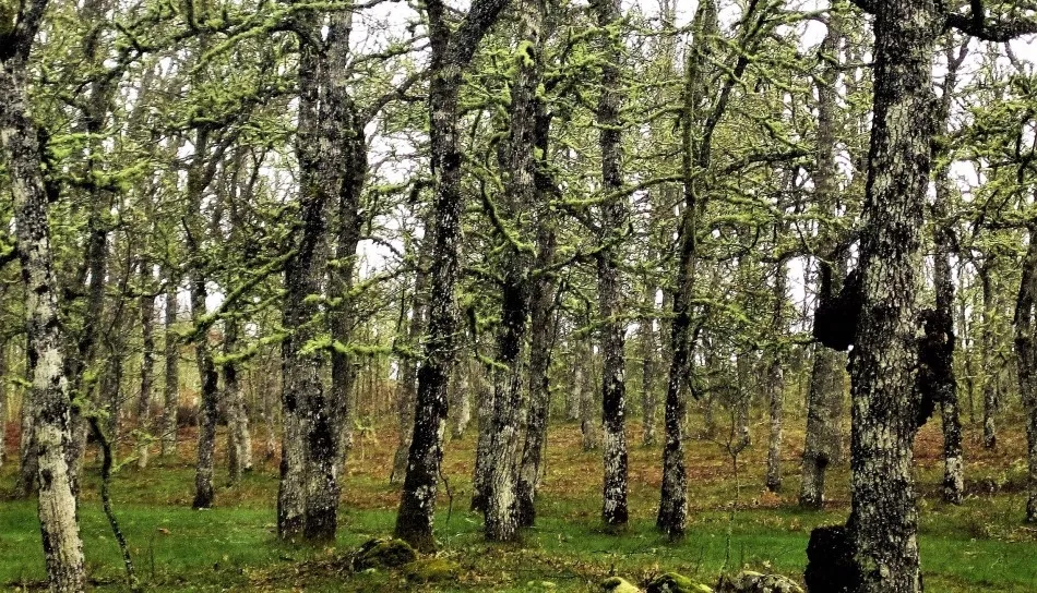 Celosías del bosque